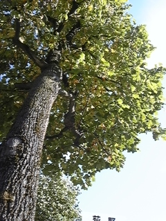 ������Ƃ�������