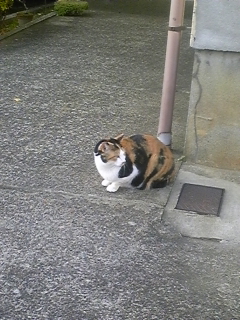 ���悤������