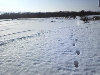 ��l�̑���