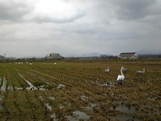 �y���̗\��