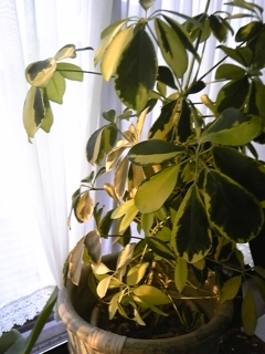 ���Ȃ��̂��߂Ȃ�ǂ��܂ł�