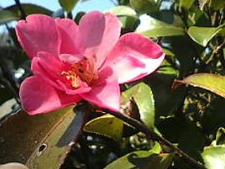 �����V���b�V��