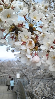 ���̂��Ƃ�