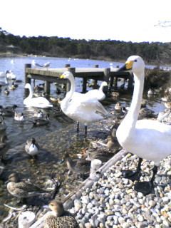 �����̌·@