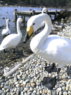 �����̌·A