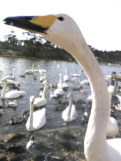 �����̌·B