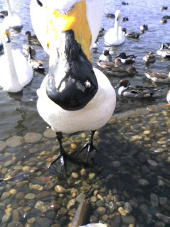 �����̌·C