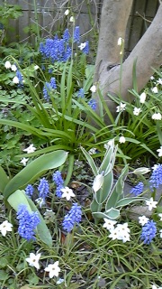 ���X�J��