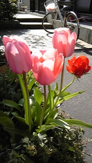 �Ƃ��Ă����̉�