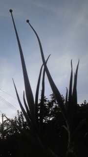 �V�܂ŐL�т�