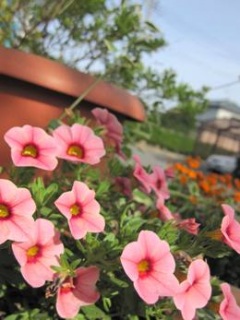 �ߌ�́����y������