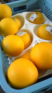 ���������ł�