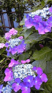 �~�J�ɉf��