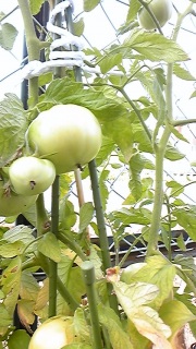 ���N�T���_��