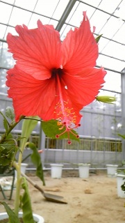 �V�����O����