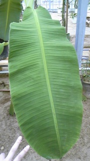 �f�J���r�A