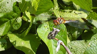 �g���{�̊ዾ