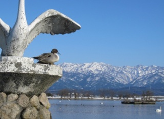 �u���|���z���C�g