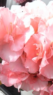 �p�E�_�[250��