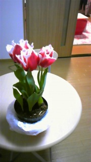 �Ԃ̂��鐶��