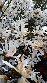 �j�āA�t�̓��X