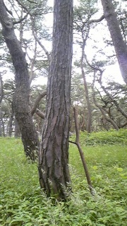 �O�b�h���C�t