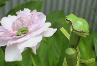 ������̉��q�l