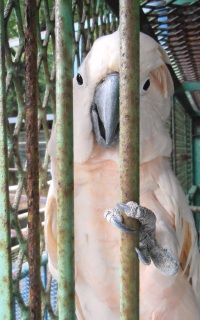 �R���j�`�n�c