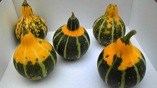 �I���`���J�{�`��