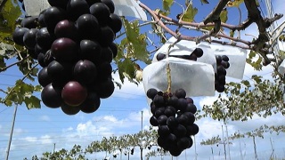 �Z�v�e���o�[����