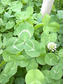 �ӂ�  ����