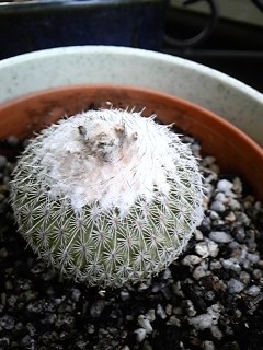 ������P����