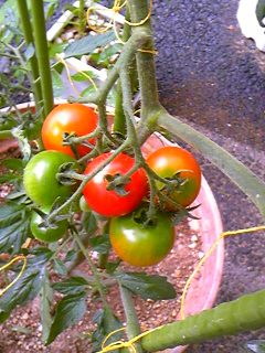 �����̂���