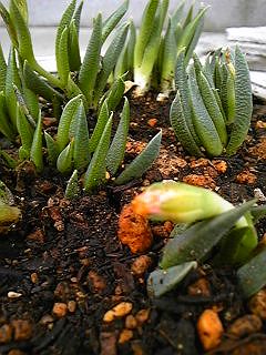 �T���ɎB���Ă�