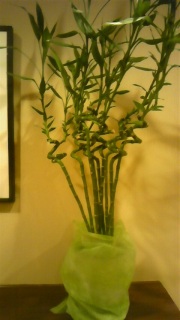 �Ȃ���Ȃ�ɂ�