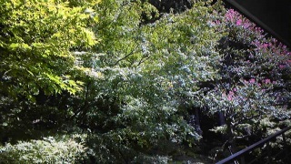 �g�t���Ă�