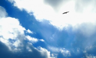 �n�[�o�[���C�g