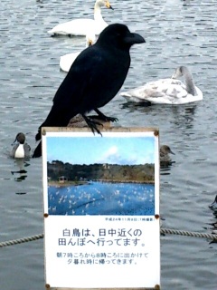 ���̋��ʊԂɁB