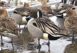 �t�@�b�V�������[�_�[