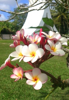 �v�������A