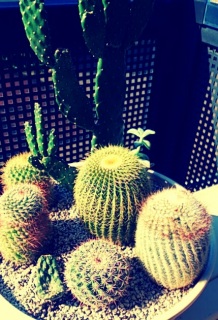 ���c�݂ǂ�̓�