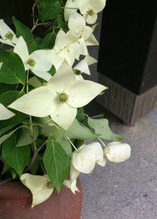 ���}�{�E�V