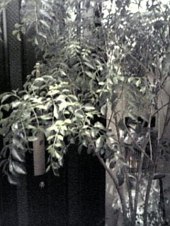 �ꂪ�K�[�f�j���O���n�߂��悤�ł�