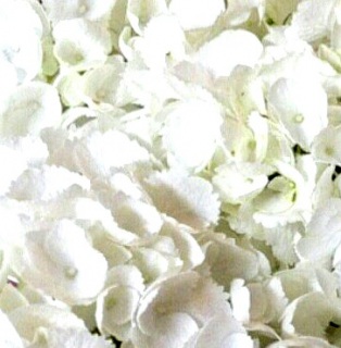 �Z���`�����A