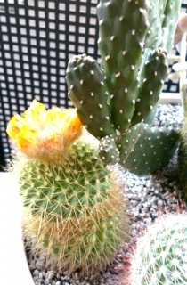 ���~�N�����ۂ��\�}