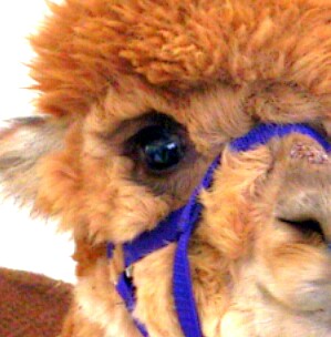 ���ꂢ�Ȃ�