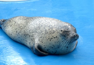 �S�}�����