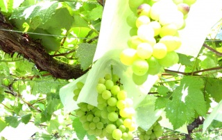 ���ɍs������