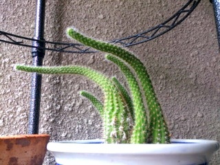 �Ă̂Ȃ�ق���