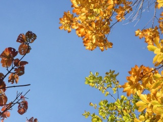 ���Ă݂Ă���ׂ�